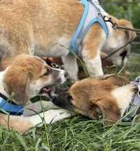 GODFREY, Hund, Mischlingshund in Rumänien - Bild 9