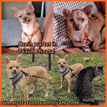 OREIN, Hund, Chihuahua-Mix in Pfinztal - Bild 1