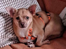 OREIN, Hund, Chihuahua-Mix in Pfinztal - Bild 2