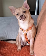 OREIN, Hund, Chihuahua-Mix in Pfinztal - Bild 3