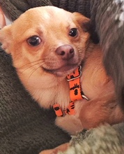 OREIN, Hund, Chihuahua-Mix in Pfinztal - Bild 4