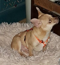 OREIN, Hund, Chihuahua-Mix in Pfinztal - Bild 5