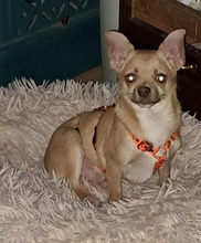 OREIN, Hund, Chihuahua-Mix in Pfinztal - Bild 6