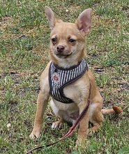 OREIN, Hund, Chihuahua-Mix in Pfinztal - Bild 7