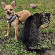 OREIN, Hund, Chihuahua-Mix in Pfinztal - Bild 9