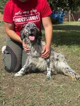ELVIS, Hund, English Setter-Mix in Italien - Bild 1