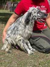 ELVIS, Hund, English Setter-Mix in Italien - Bild 3