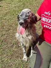 ELVIS, Hund, English Setter-Mix in Italien - Bild 4