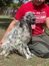 ELVIS, Hund, English Setter-Mix in Italien - Bild 5