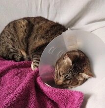 LOTTA, Katze, Europäisch Kurzhaar in Haar - Bild 2