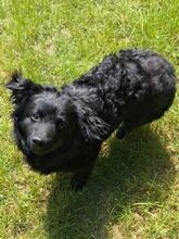 LOKI 117-25-P, Hund, Mischlingshund in Estenfeld - Bild 1