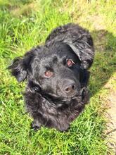 LOKI 117-25-P, Hund, Mischlingshund in Estenfeld - Bild 3