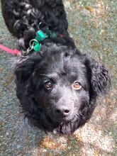 LOKI 117-25-P, Hund, Mischlingshund in Estenfeld - Bild 5