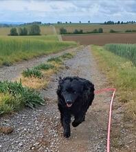 LOKI 117-25-P, Hund, Mischlingshund in Estenfeld - Bild 6