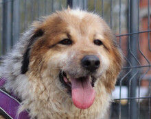 PIPI, Hund, Tornjak-Mix in Kroatien - Bild 2