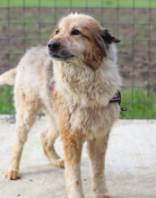 PIPI, Hund, Tornjak-Mix in Kroatien - Bild 3