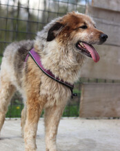 PIPI, Hund, Tornjak-Mix in Kroatien - Bild 4