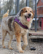 PIPI, Hund, Tornjak-Mix in Kroatien - Bild 5