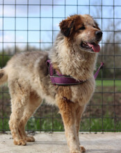 PIPI, Hund, Tornjak-Mix in Kroatien - Bild 7