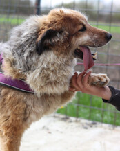 PIPI, Hund, Tornjak-Mix in Kroatien - Bild 8