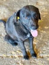 SUERTE, Hund, Mischlingshund in Rumänien - Bild 1