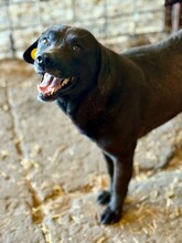 SUERTE, Hund, Mischlingshund in Rumänien - Bild 3