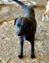 SUERTE, Hund, Mischlingshund in Rumänien - Bild 4