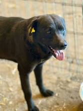 SUERTE, Hund, Mischlingshund in Rumänien - Bild 5