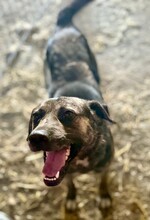 VINDIESEL, Hund, Mischlingshund in Rumänien - Bild 3