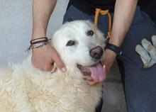 QUEBRY, Hund, Maremmano-Mix in Italien - Bild 1