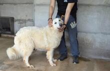 QUEBRY, Hund, Maremmano-Mix in Italien - Bild 10