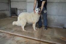 QUEBRY, Hund, Maremmano-Mix in Italien - Bild 11