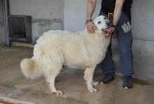 QUEBRY, Hund, Maremmano-Mix in Italien - Bild 12