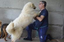 QUEBRY, Hund, Maremmano-Mix in Italien - Bild 2