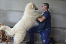 QUEBRY, Hund, Maremmano-Mix in Italien - Bild 3