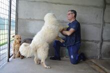 QUEBRY, Hund, Maremmano-Mix in Italien - Bild 4