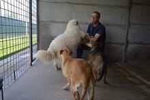 QUEBRY, Hund, Maremmano-Mix in Italien - Bild 5