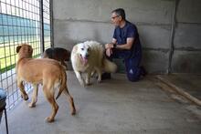 QUEBRY, Hund, Maremmano-Mix in Italien - Bild 6