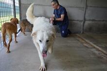 QUEBRY, Hund, Maremmano-Mix in Italien - Bild 8
