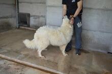 QUEBRY, Hund, Maremmano-Mix in Italien - Bild 9