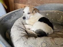 PETER, Hund, Mischlingshund in Italien - Bild 1