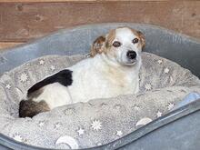 PETER, Hund, Mischlingshund in Italien - Bild 10