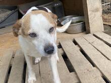 PETER, Hund, Mischlingshund in Italien - Bild 2
