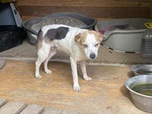 PETER, Hund, Mischlingshund in Italien - Bild 3