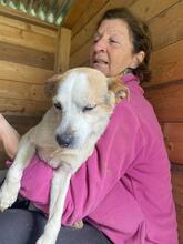 PETER, Hund, Mischlingshund in Italien - Bild 5