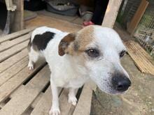 PETER, Hund, Mischlingshund in Italien - Bild 6