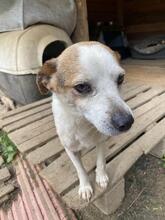 PETER, Hund, Mischlingshund in Italien - Bild 7