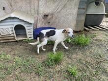 PETER, Hund, Mischlingshund in Italien - Bild 8