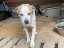 PETER, Hund, Mischlingshund in Italien - Bild 9