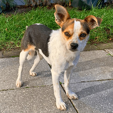 PANJA, Hund, Chihuahua Mischling in Hannover